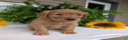 Golden Retriever dogs for sale: Dug  - Ad 7