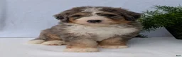 Mini Bernedoodle dogs for sale: Mini Baker  - Ad 13