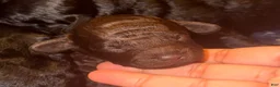 Toy Poodle dogs for sale: Toy Poodle 2 - Ad 9