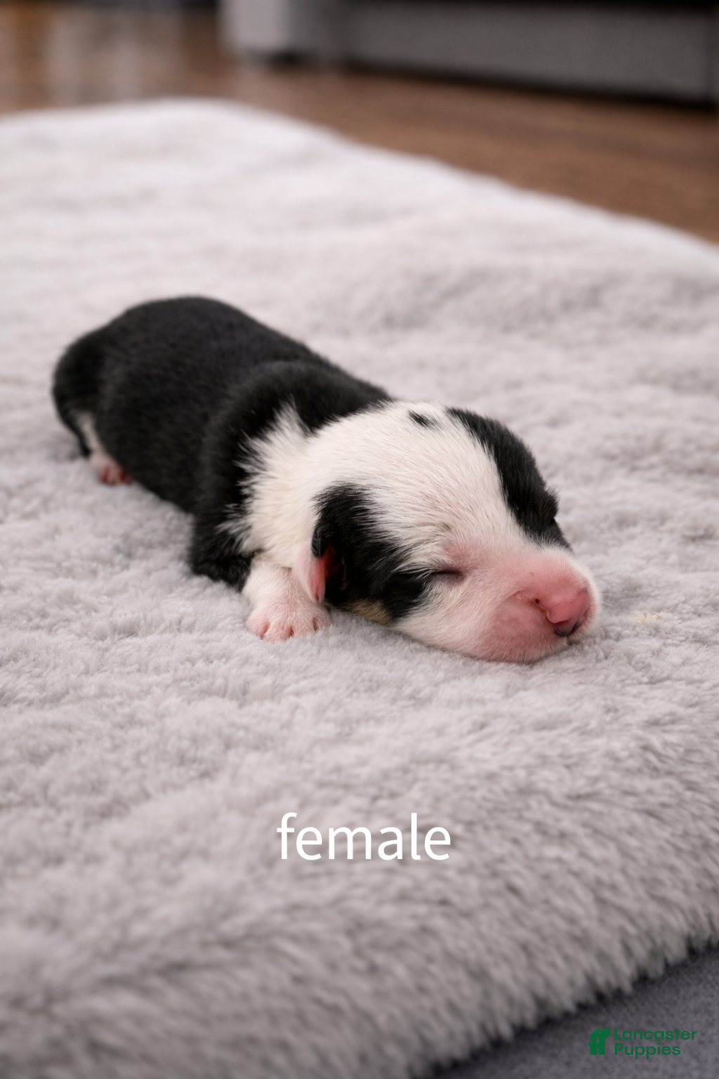 Welsh Corgi Pembroke dogs Welsh Corgi Pembroke Puppy 3 - Ad 1