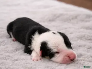 Welsh Corgi Pembroke dogs Welsh Corgi Pembroke Puppy 3 - Ad 1