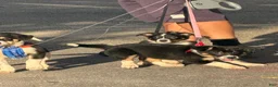 Mixed Breed dogs for sale: Corazon - Ad 2