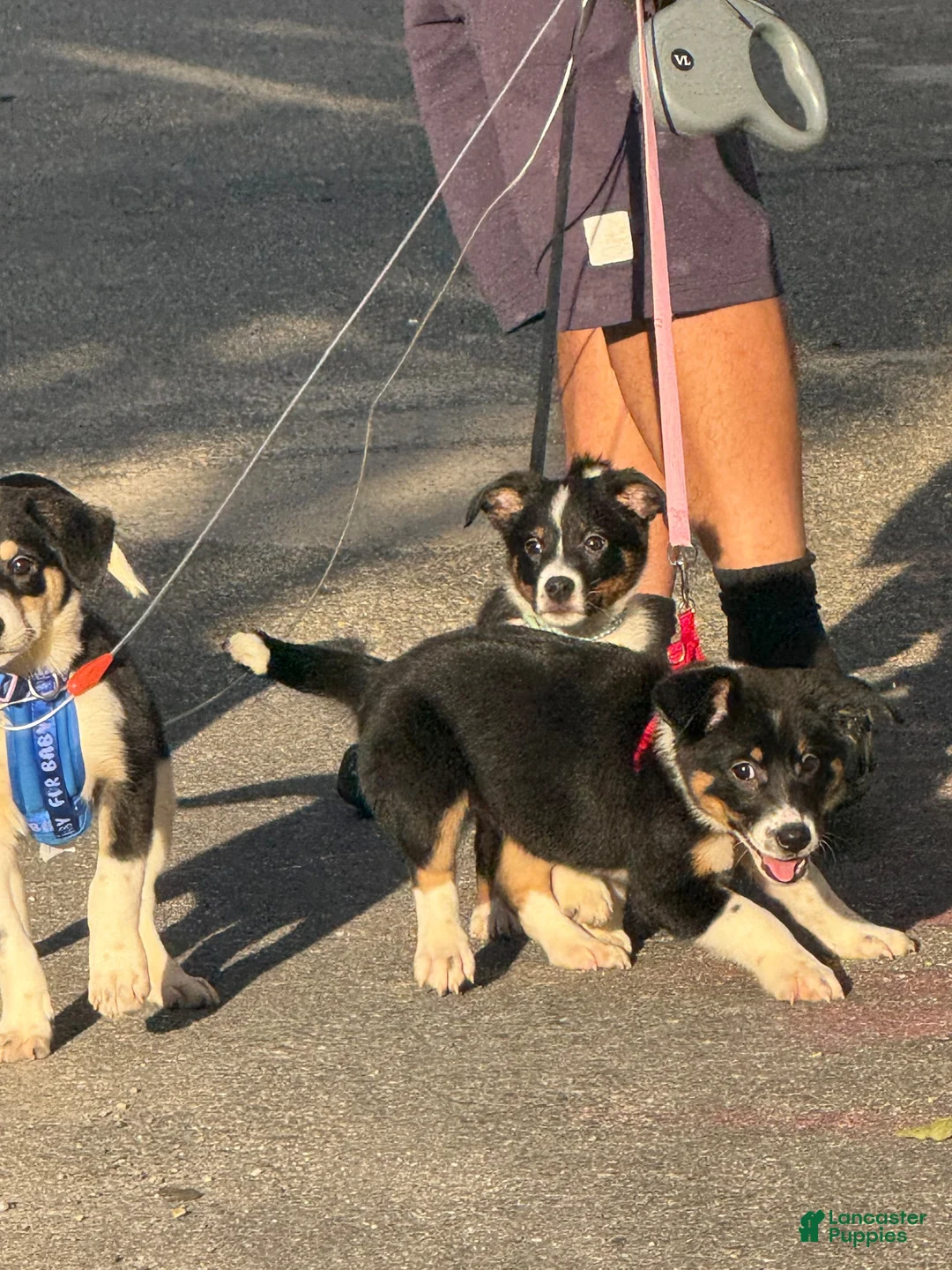 Mixed Breed dogs for sale: Corazon - Ad 2