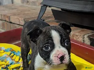 Boston Terrier dogs Hailey - Ad 1