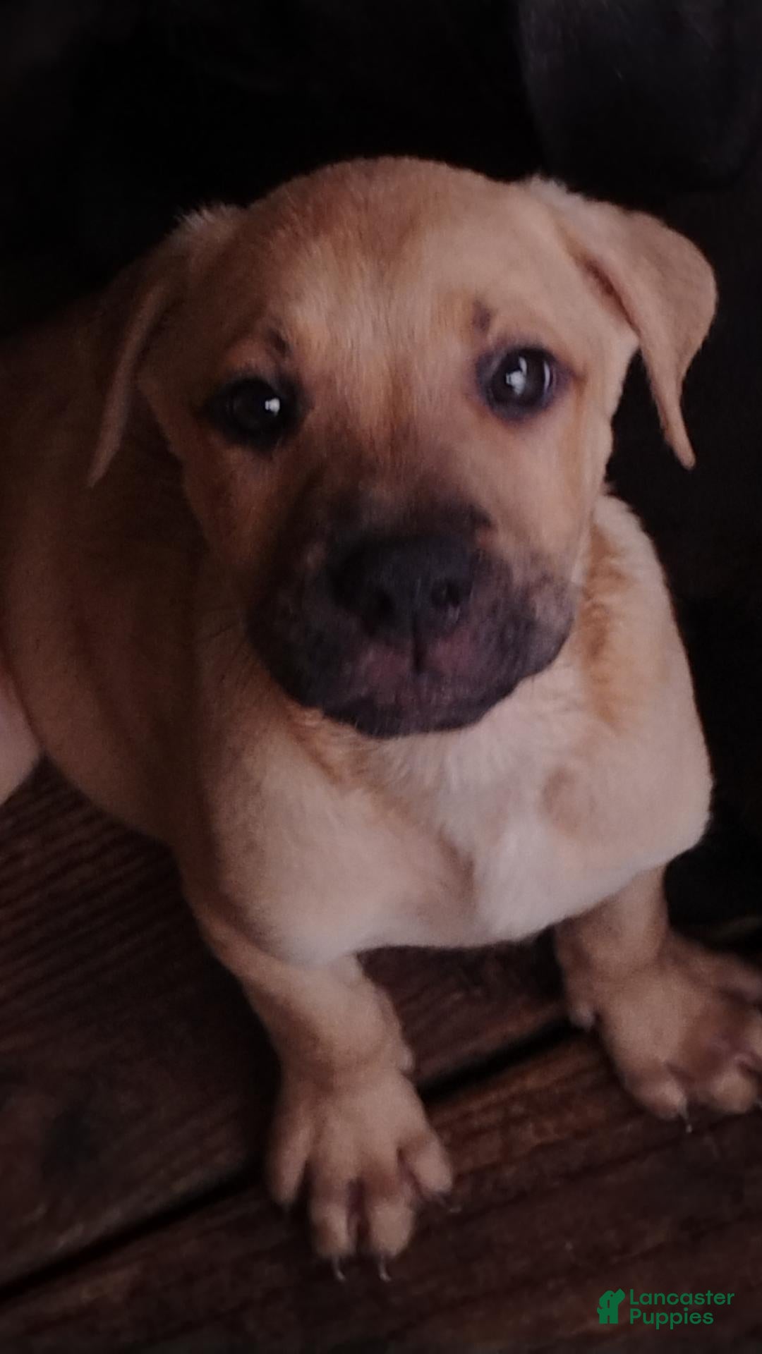Mixed Breed dogs for sale: Corso pit mix - Ad 3