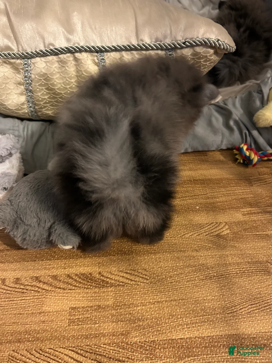Pomeranian dogs for sale: Pomeranian 2 - Ad 2