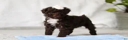 Toy Poodle dogs for sale: Avery - Ad 6