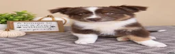 Australian Shepherd dogs for sale: Oakley - Ad 2