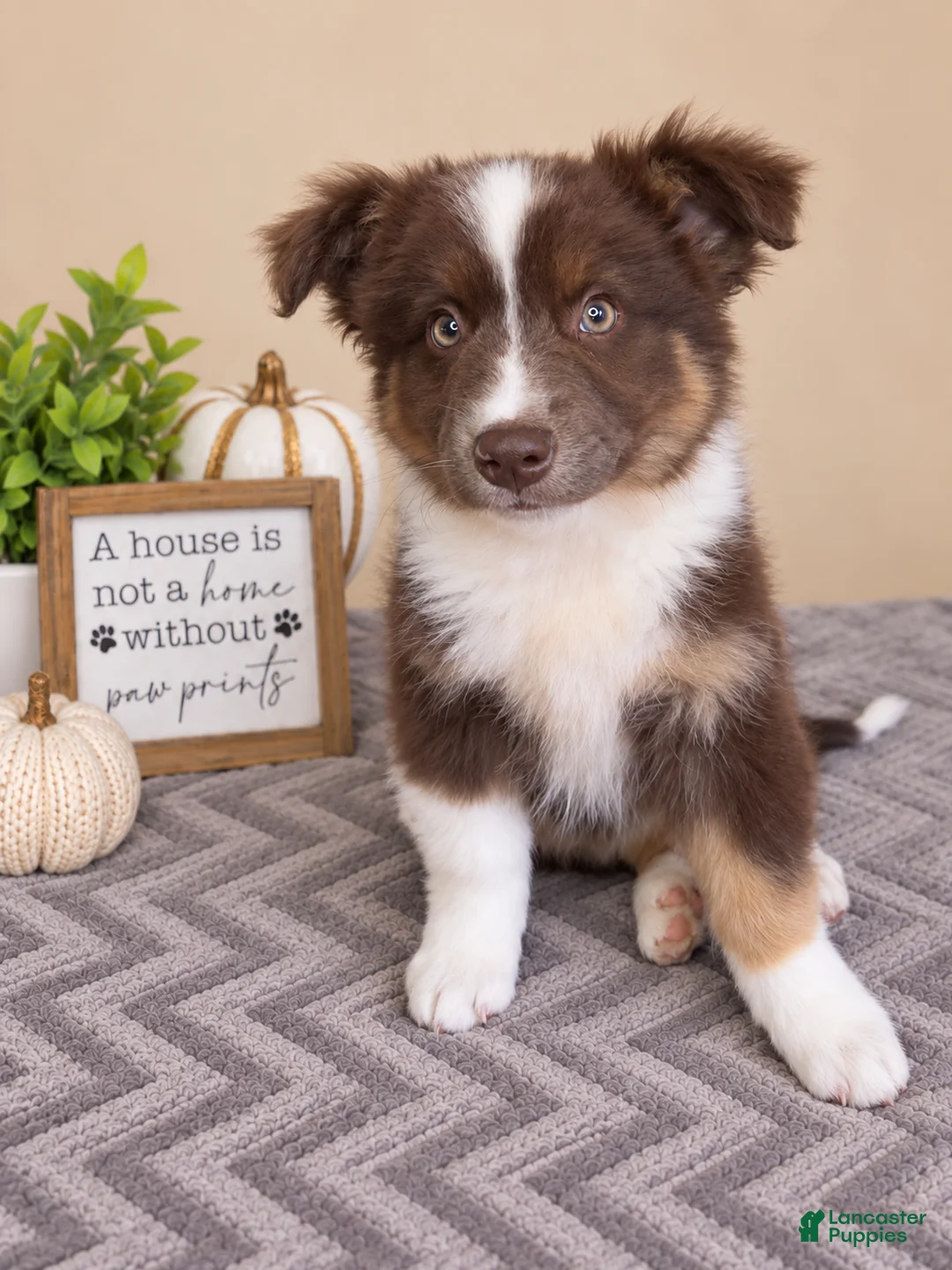 Australian Shepherd dogs for sale: Oakley - Ad 2