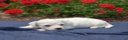 Bichon Frise dogs for sale: Blizzard - Ad 6