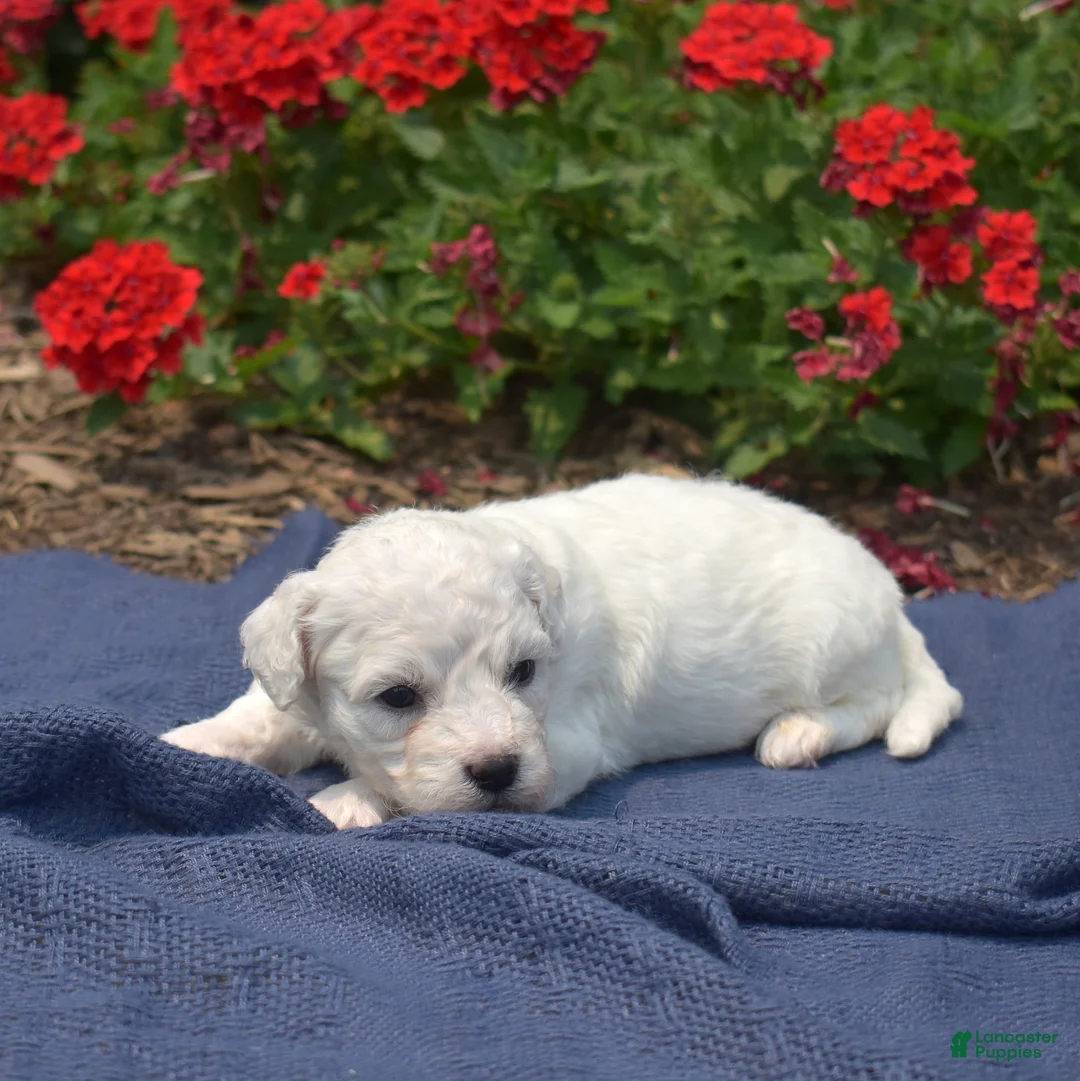 Bichon Frise dogs for sale: Blizzard - Ad 6