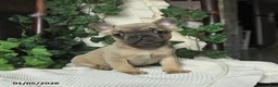 French Bulldog dogs for sale: Maxwell - Ad 3