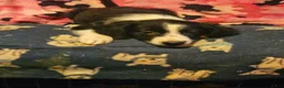 Border Collie dogs for sale: Noddy - Ad 13