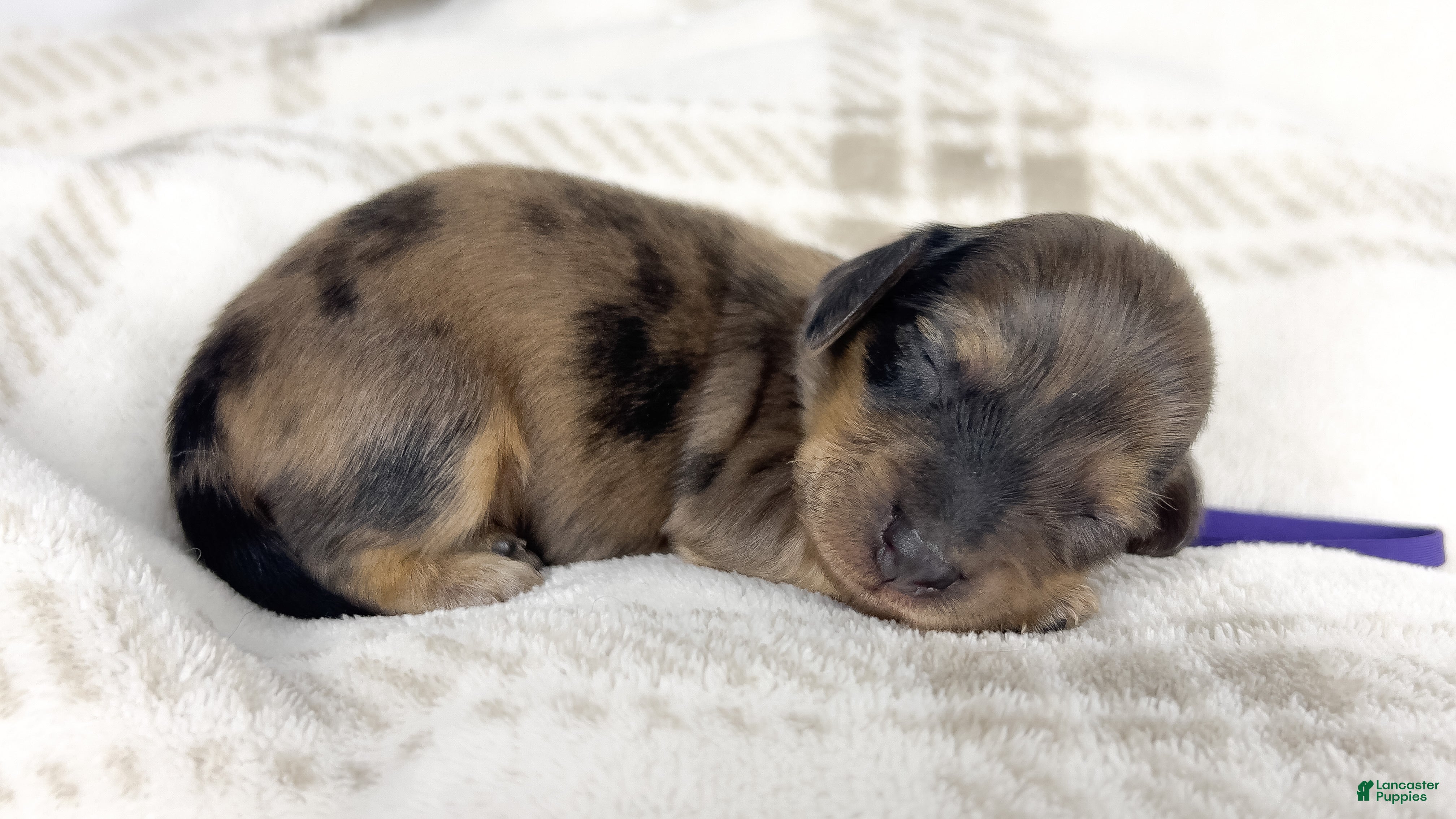 Miniature Dachshund dogs Chicken bake - Ad 9