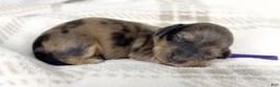 Miniature Dachshund dogs for sale: Chicken bake - Ad 1