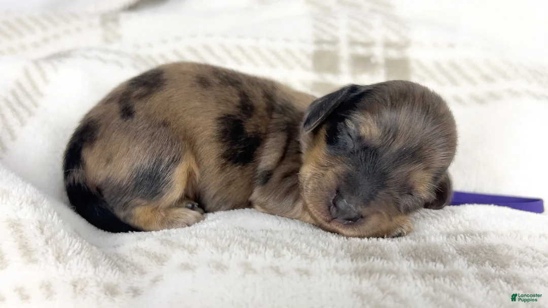 Miniature Dachshund dogs for sale: Chicken bake - Ad 1