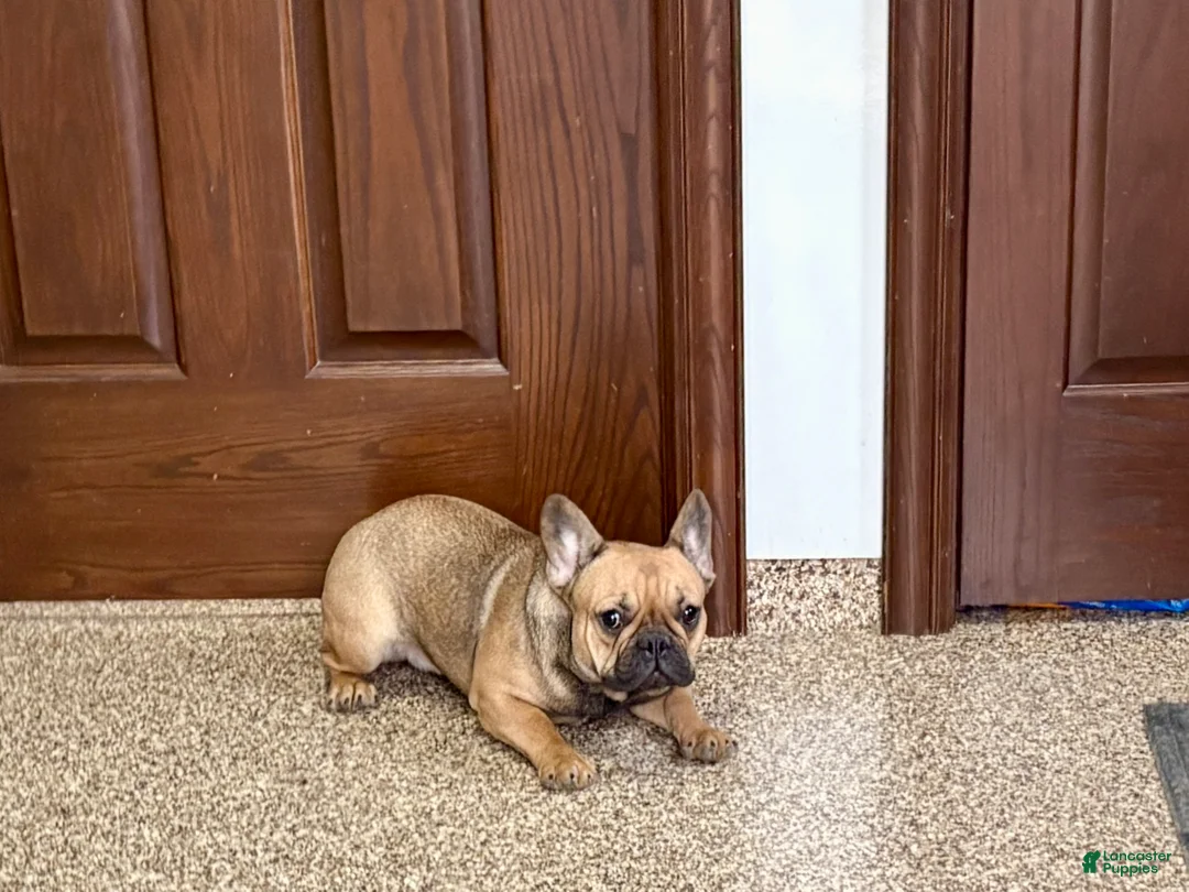 French Bulldog dogs for sale: Candice - Ad 6
