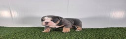 Olde English Bulldogge dogs for sale: Jax - Ad 4