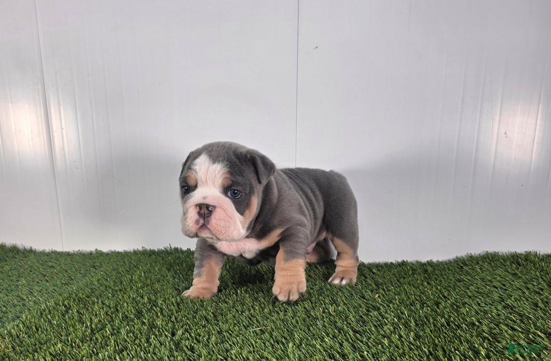 Olde English Bulldogge dogs for sale: Jax - Ad 4