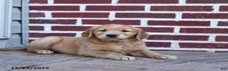 Golden Retriever dogs for sale: Eve - Ad 2