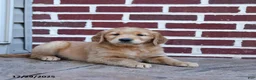 Golden Retriever dogs for sale: Eve - Ad 4