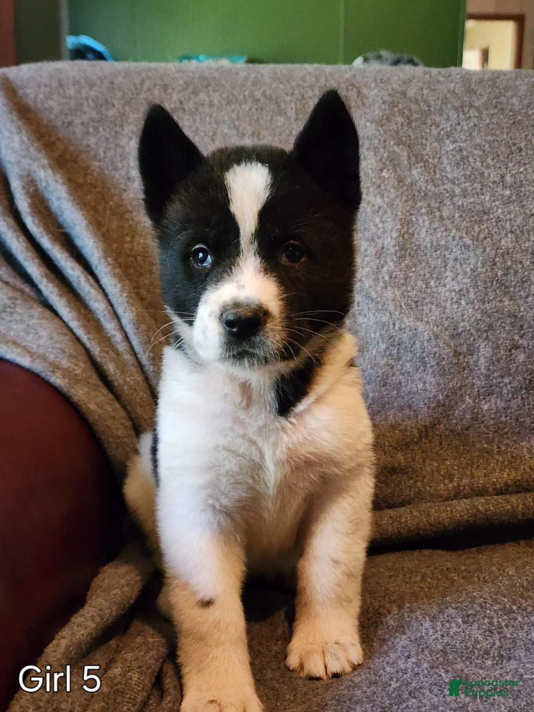 Akita dogs for sale: Akita Puppy Girl 5 - Ad 7