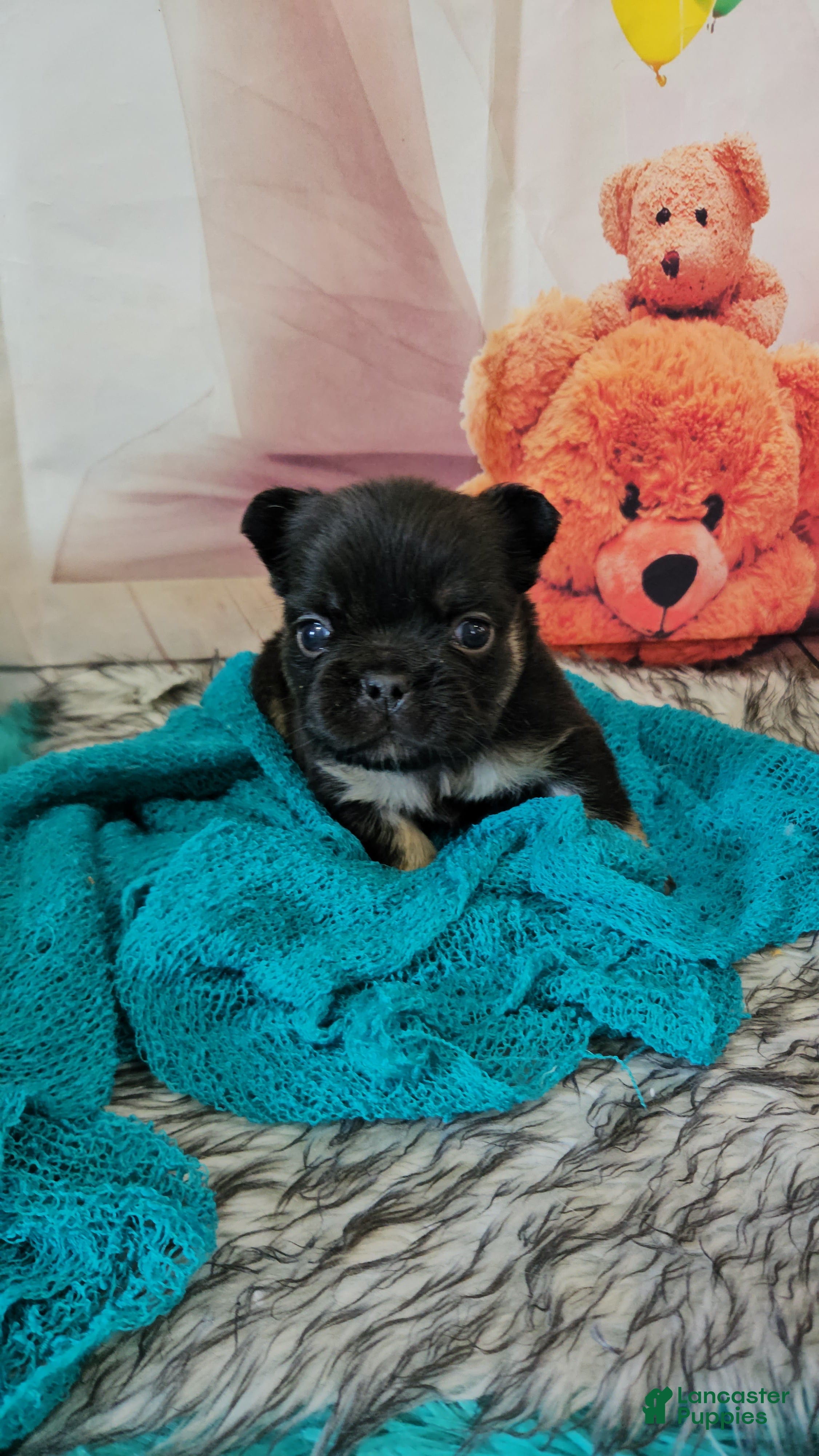 French Bulldog dogs French Bulldog Puppy 2 - Ad 1