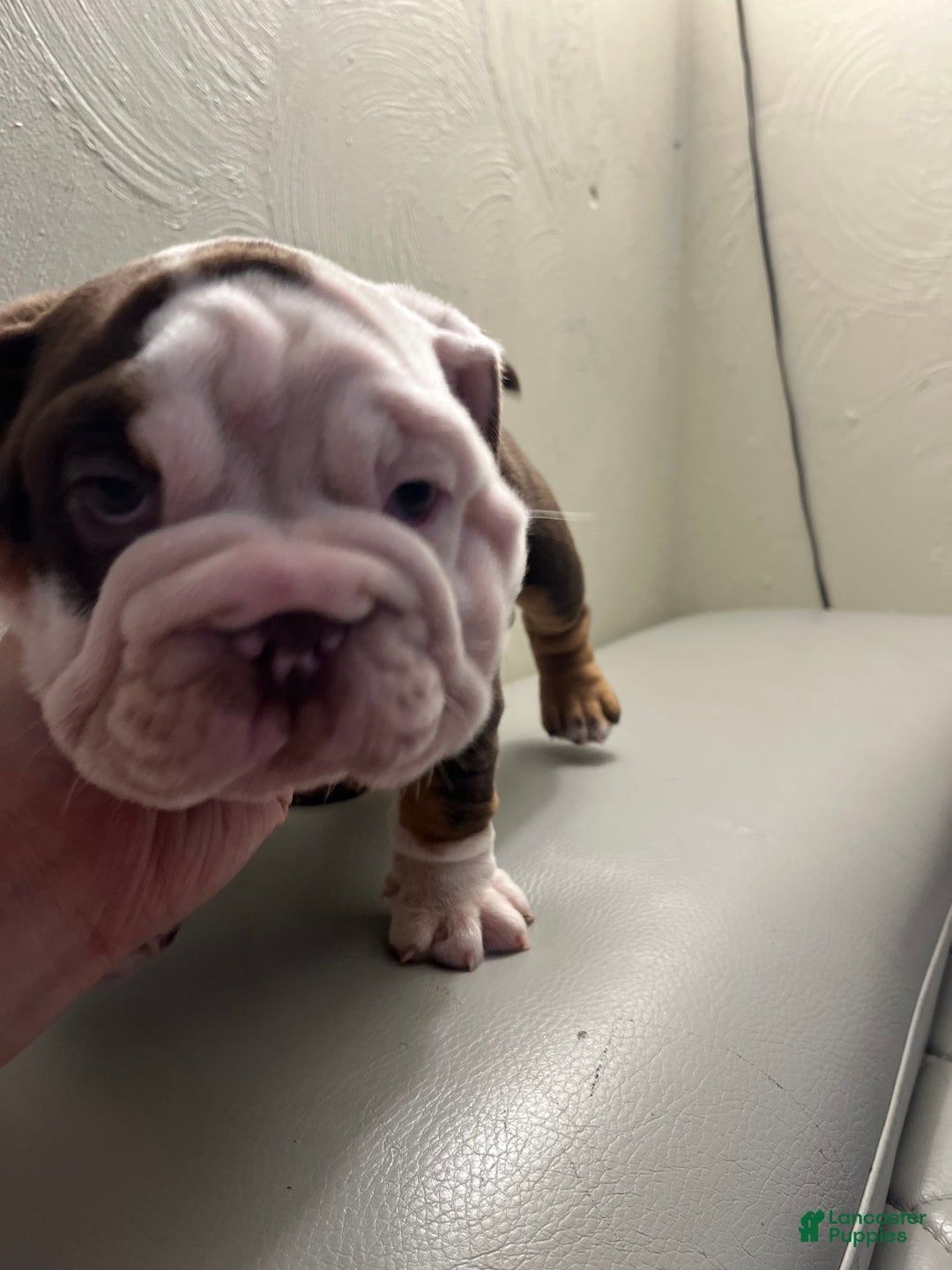 English Bulldog dogs for sale: English Bulldog Puppy 2 - Ad 3