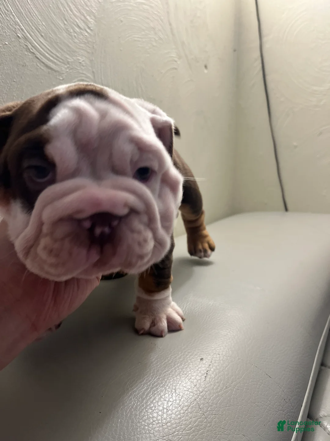 English Bulldog dogs for sale: English Bulldog Puppy 2 - Ad 3