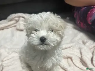 Maltese dogs Mello - Ad 26