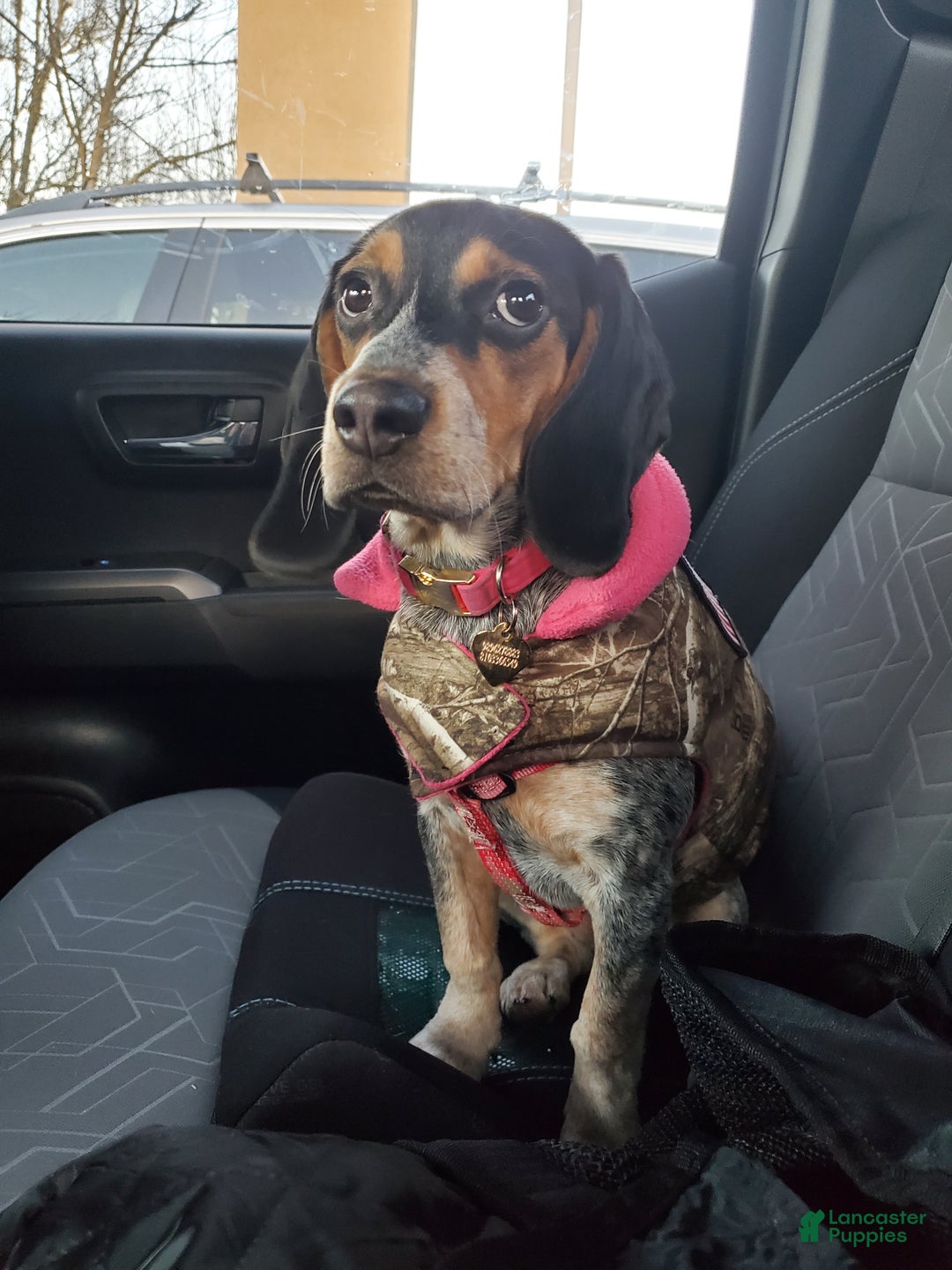 Beagle dogs for sale: Szyszki (shish-ki) - Ad 2