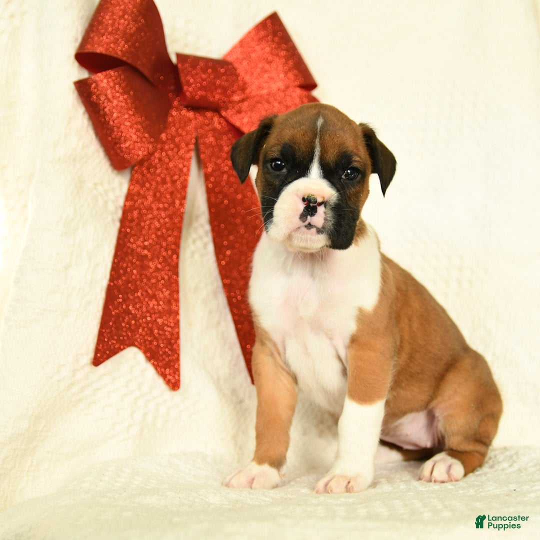 Boxer dogs for sale: Jingles - Ad 1