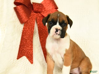 Boxer dogs Jingles - Ad 13
