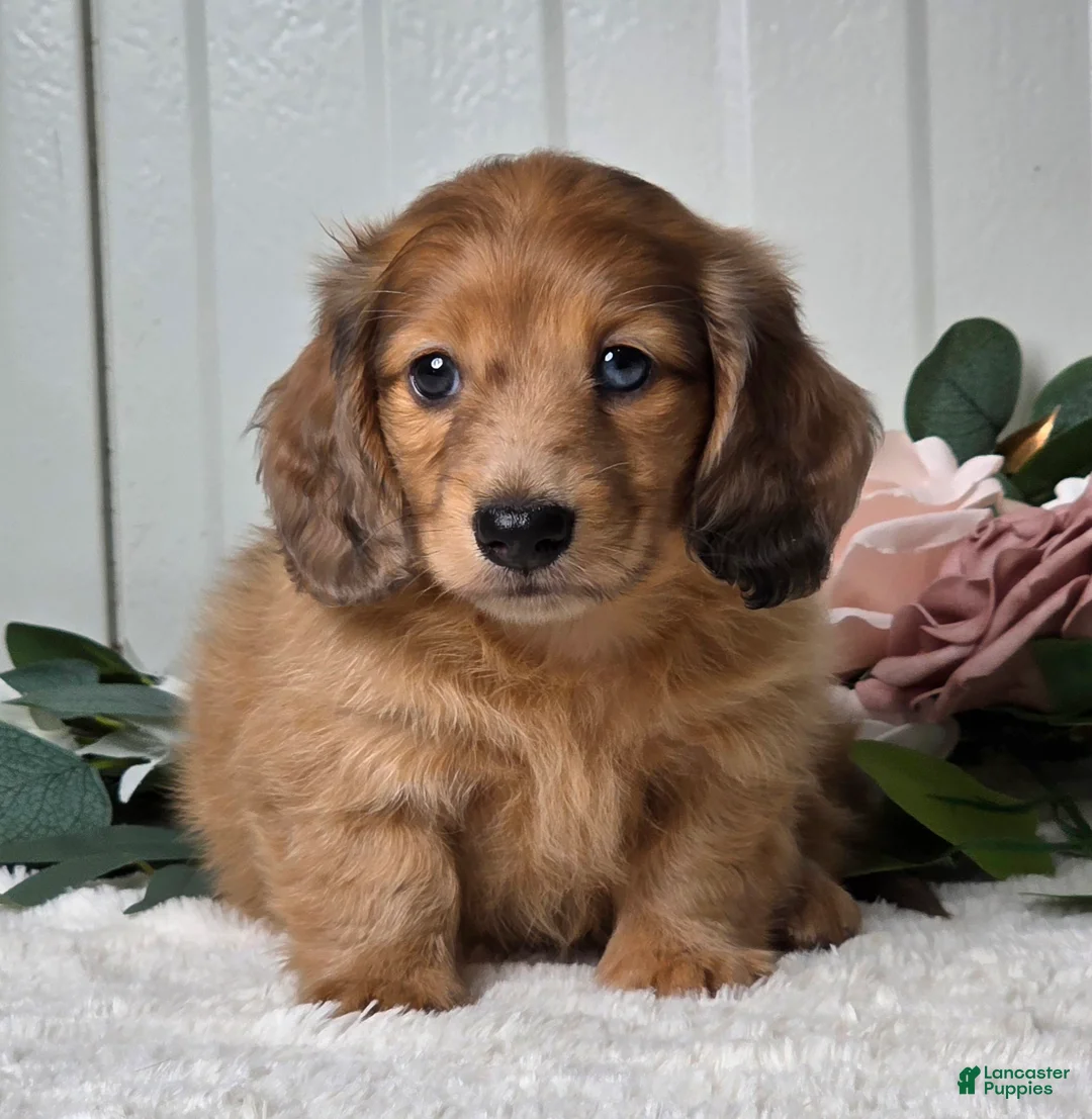 Miniature Dachshund dogs for sale: Madelyn  - Ad 2