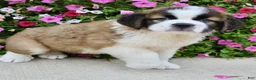 Saint Bernard dogs for sale: Bella - Ad 5