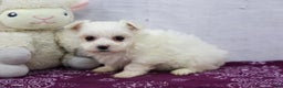 Maltese dogs for sale: Maggie - Ad 1