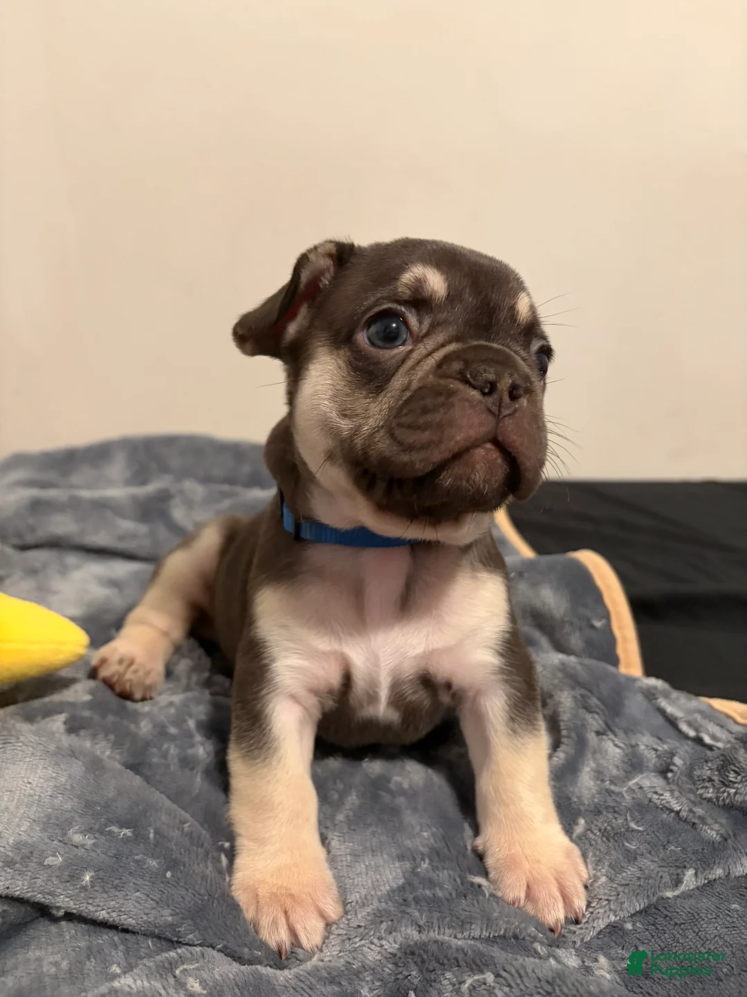 French Bulldog dogs for sale: French Bulldog (blue collar) - Ad 2