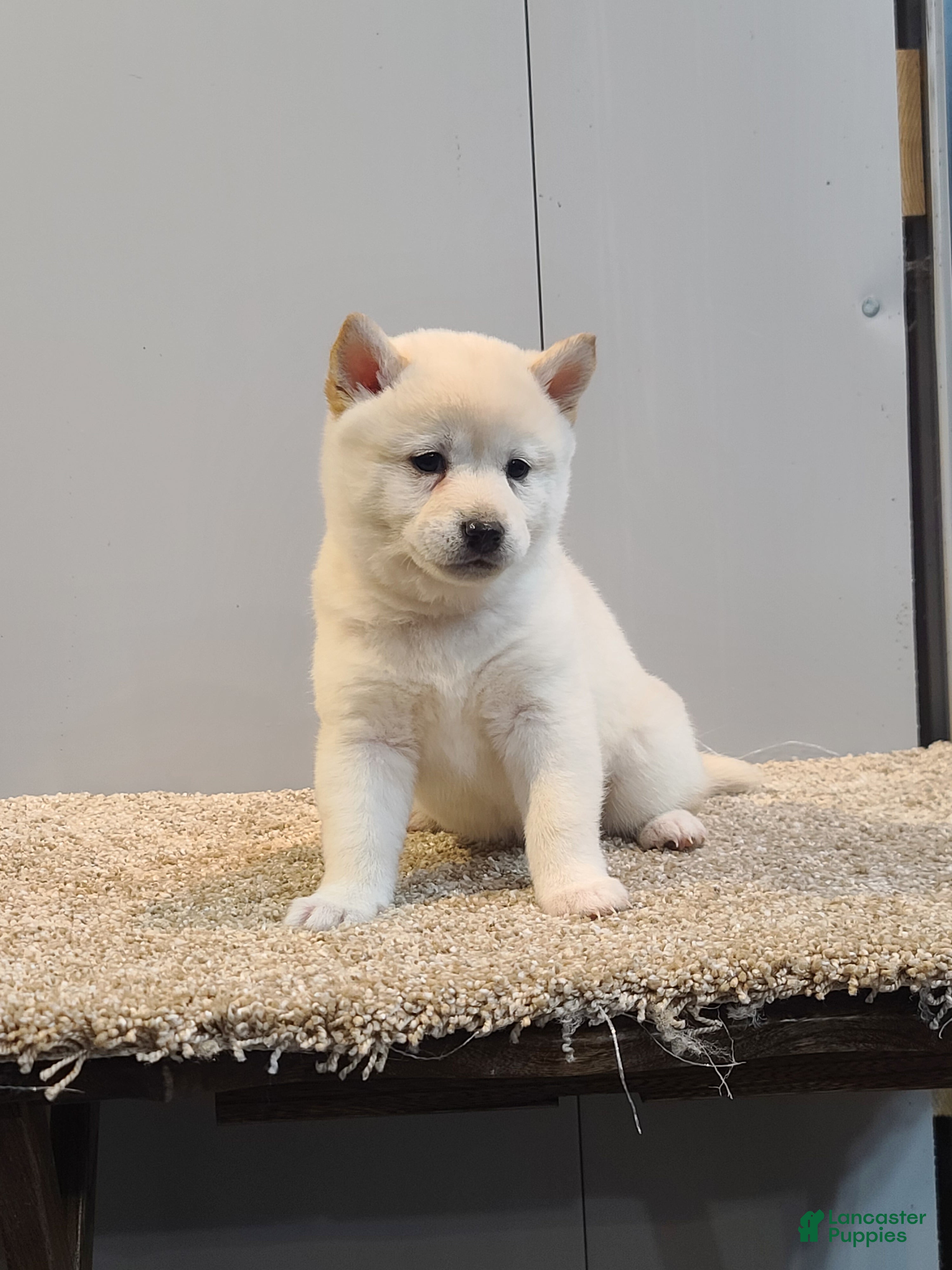 Shiba Inu dogs Tasha  - Ad 2