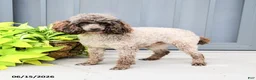 Toy Poodle dogs for sale: Benny - Ad 6