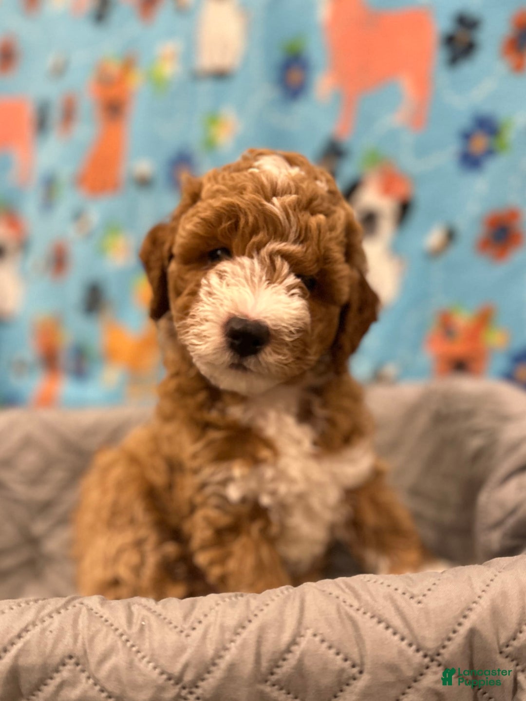 Goldendoodle dogs for sale: Nova - Ad 3