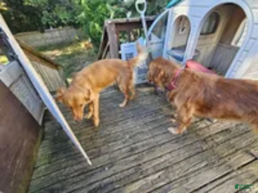 Golden Retriever dogs for sale: Brutus ( 1 yr old) - Ad 2