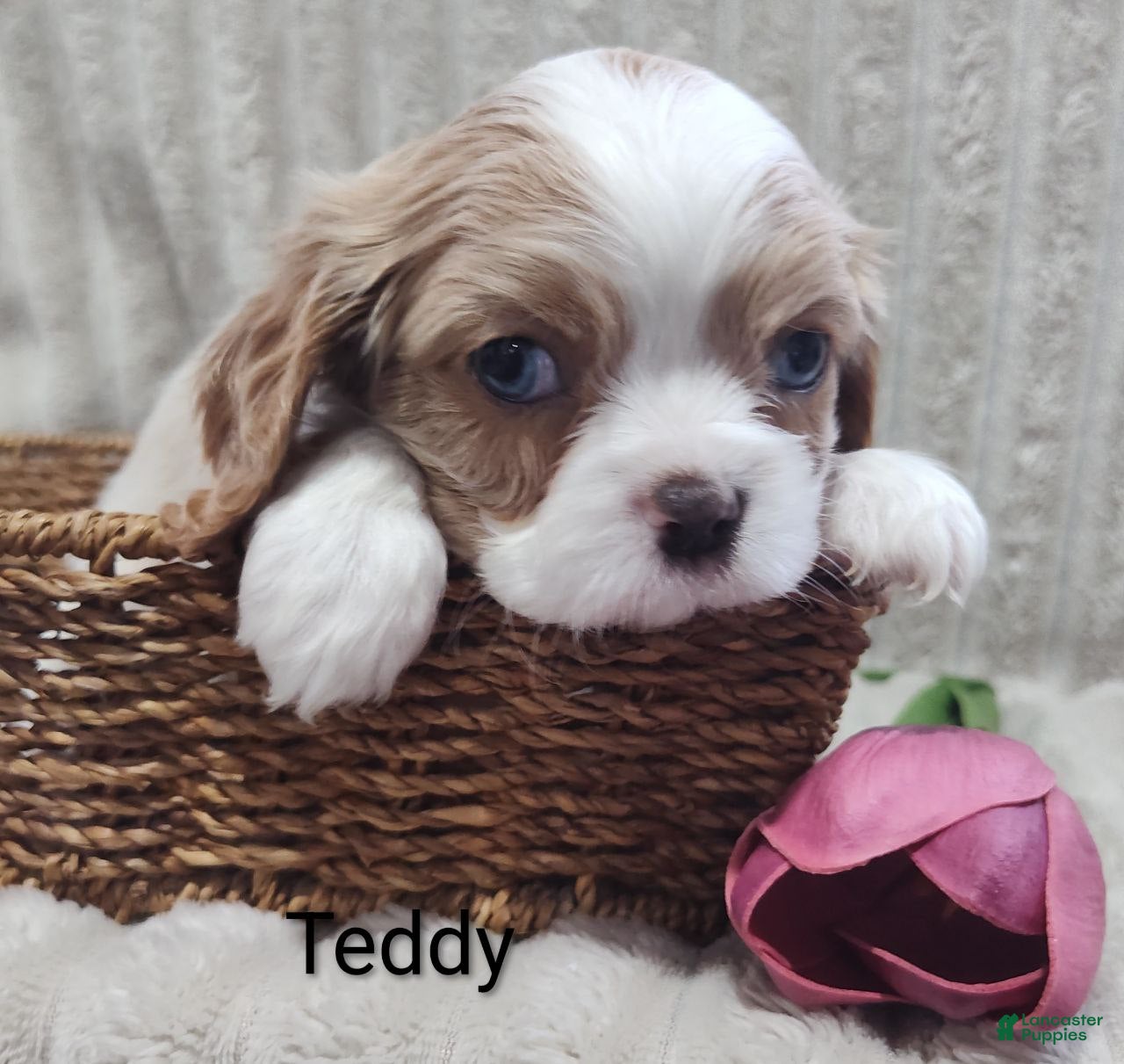Cavalier King Charles Spaniel dogs Teddy - Ad 1