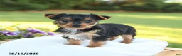 Yorkshire Terrier dogs for sale: Daisy - Ad 4