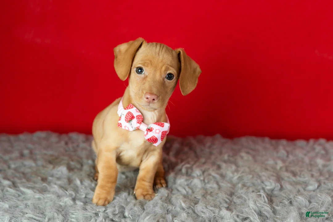 Miniature Dachshund dogs for sale: Chloe  - Ad 4