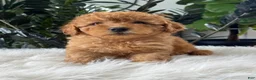Mini Goldendoodle dogs for sale: Belle - Ad 4