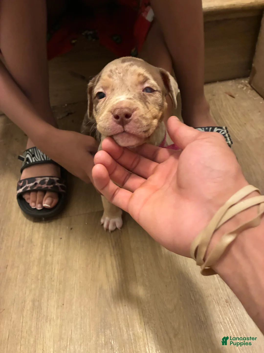 American Bully dogs for sale: American Bully 5 - Ad 2