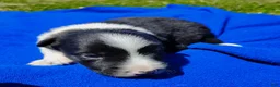 Border Collie dogs for sale: Finnley  - Ad 14