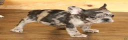 French Bulldog dogs for sale: ISSAC BLUE MERLE - Ad 5