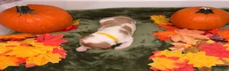 Brittany Spaniel dogs for sale: Brittany Spaniel 1 - Ad 2
