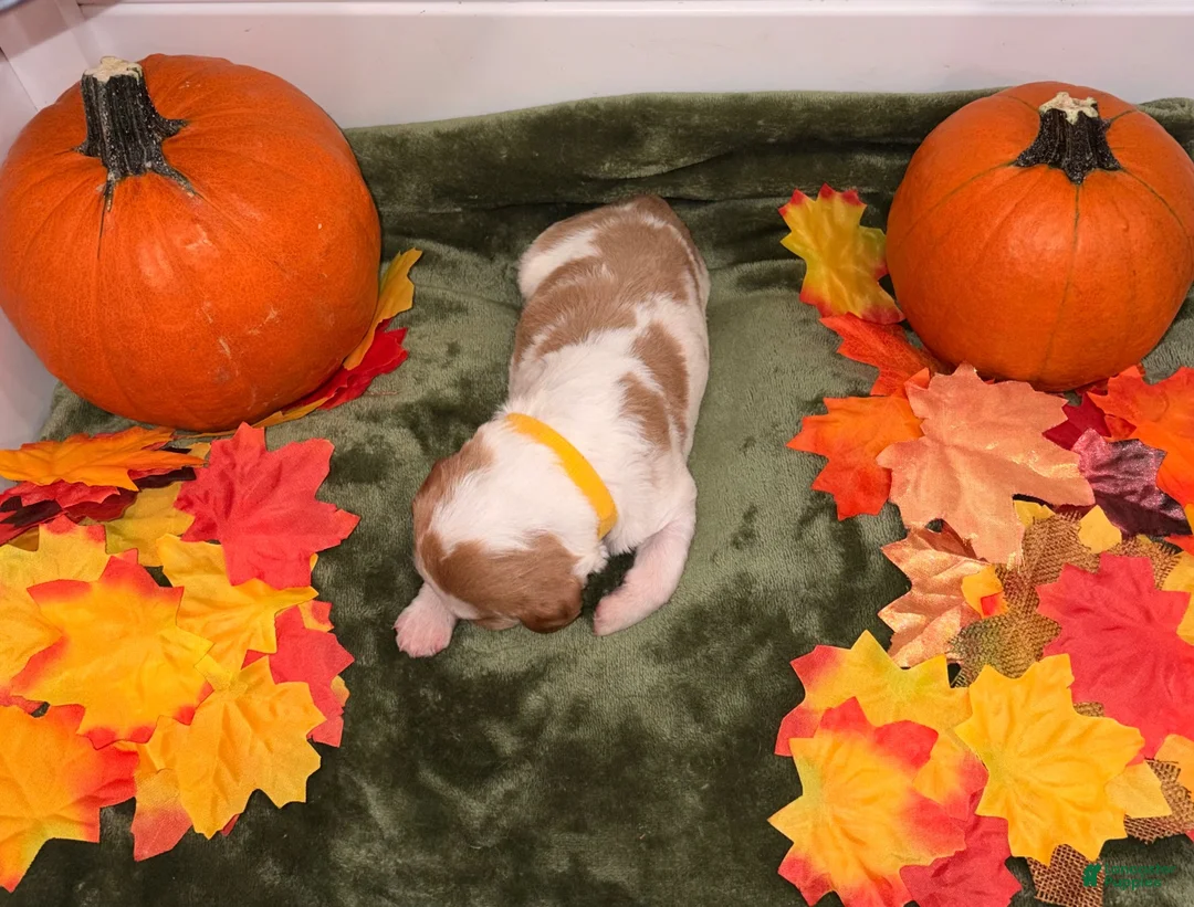 Brittany Spaniel dogs for sale: Brittany Spaniel 1 - Ad 2